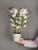 Орхидея Дендробиум Орхидея Дендробиум